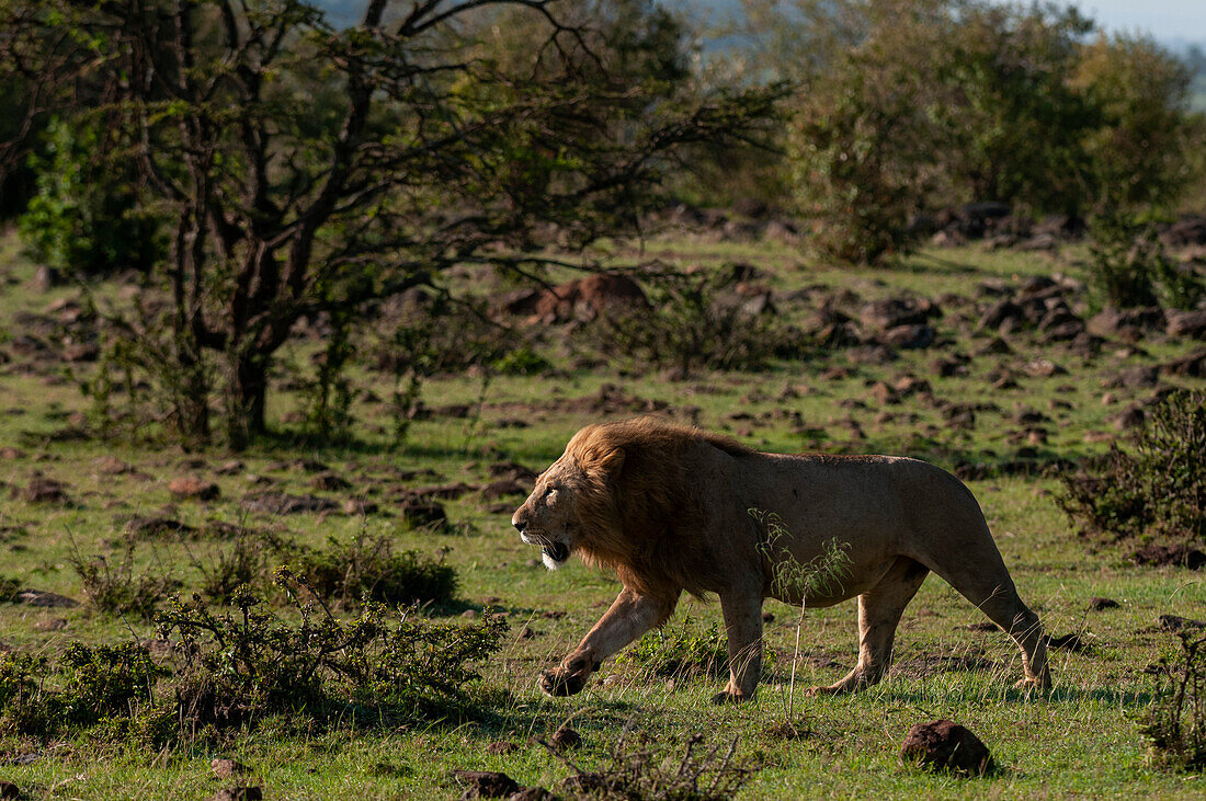 Porträt eines männlichen Löwen, Panthera leo, beim Gehen. Masai Mara Nationalreservat, Kenia.