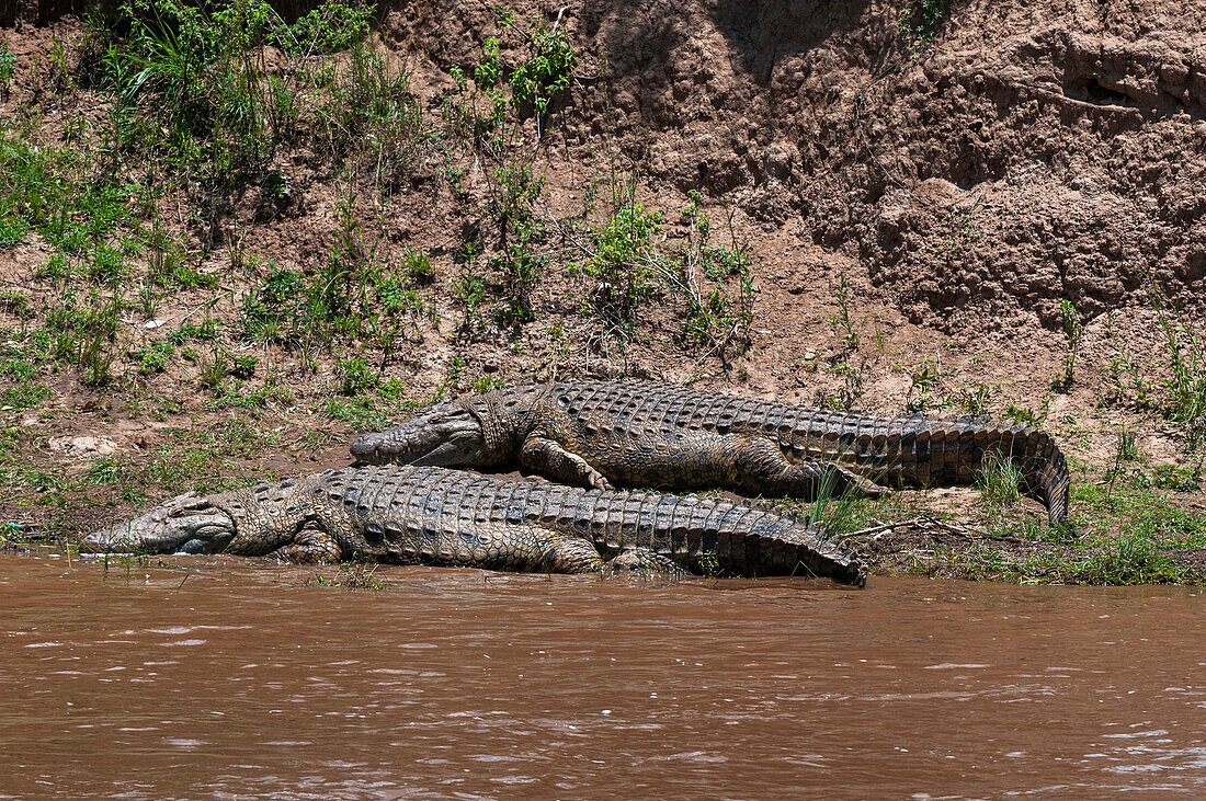 Zwei Nilkrokodile, Crocodilus niloticus, ruhen an einem Ufer des Mara-Flusses. Mara-Fluss, Masai Mara-Nationalreservat, Kenia.
