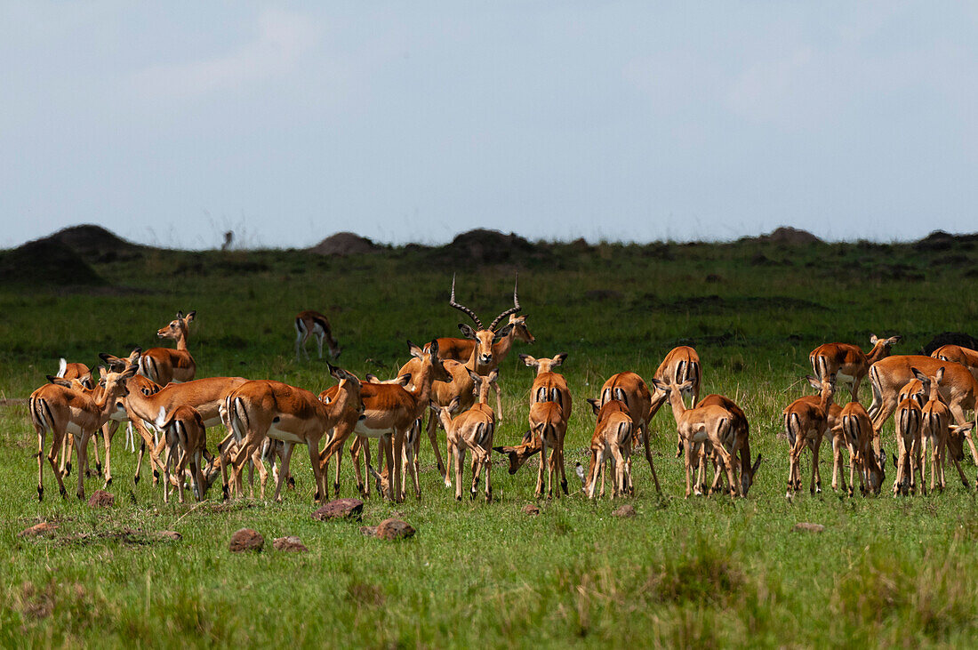Ein dominantes Impala-Männchen, Aepyceros melampus, mit seinem Harem. Masai Mara Nationalreservat, Kenia.