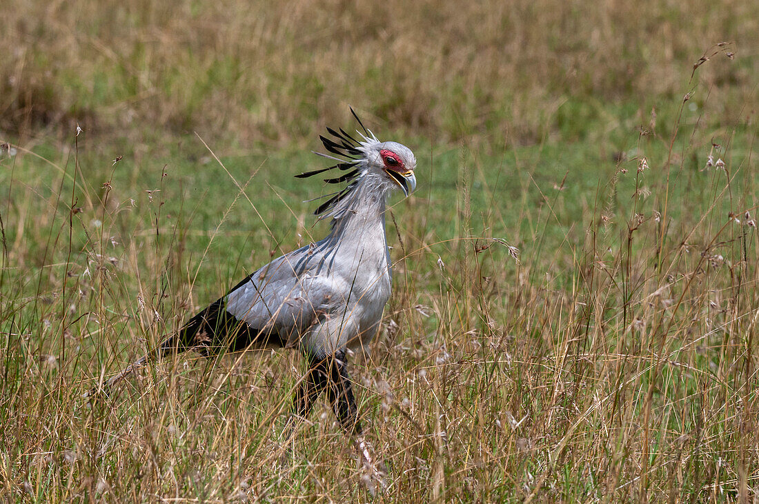 Ein Sekretärvogel, Sagittarius serpentarius, auf der Suche nach Schlangen im hohen Gras. Masai Mara Nationalreservat, Kenia.