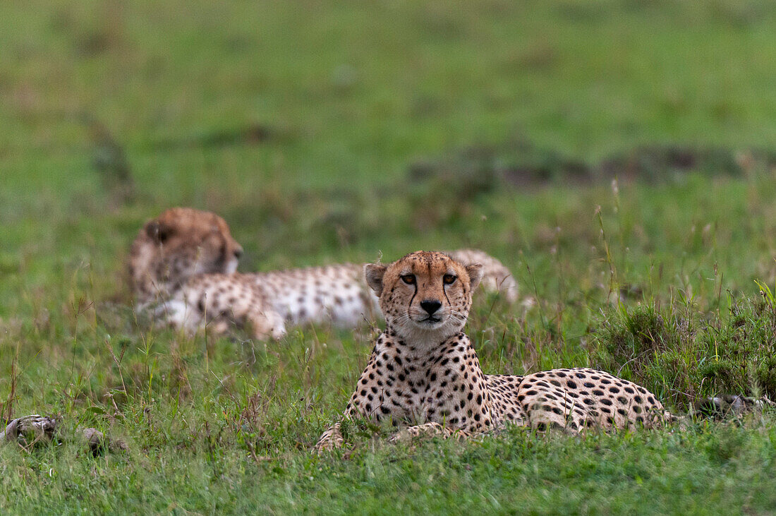 Zwei männliche Gepardenbrüder, Acinonyx jubatus, beim Ausruhen. Masai Mara Nationalreservat, Kenia.