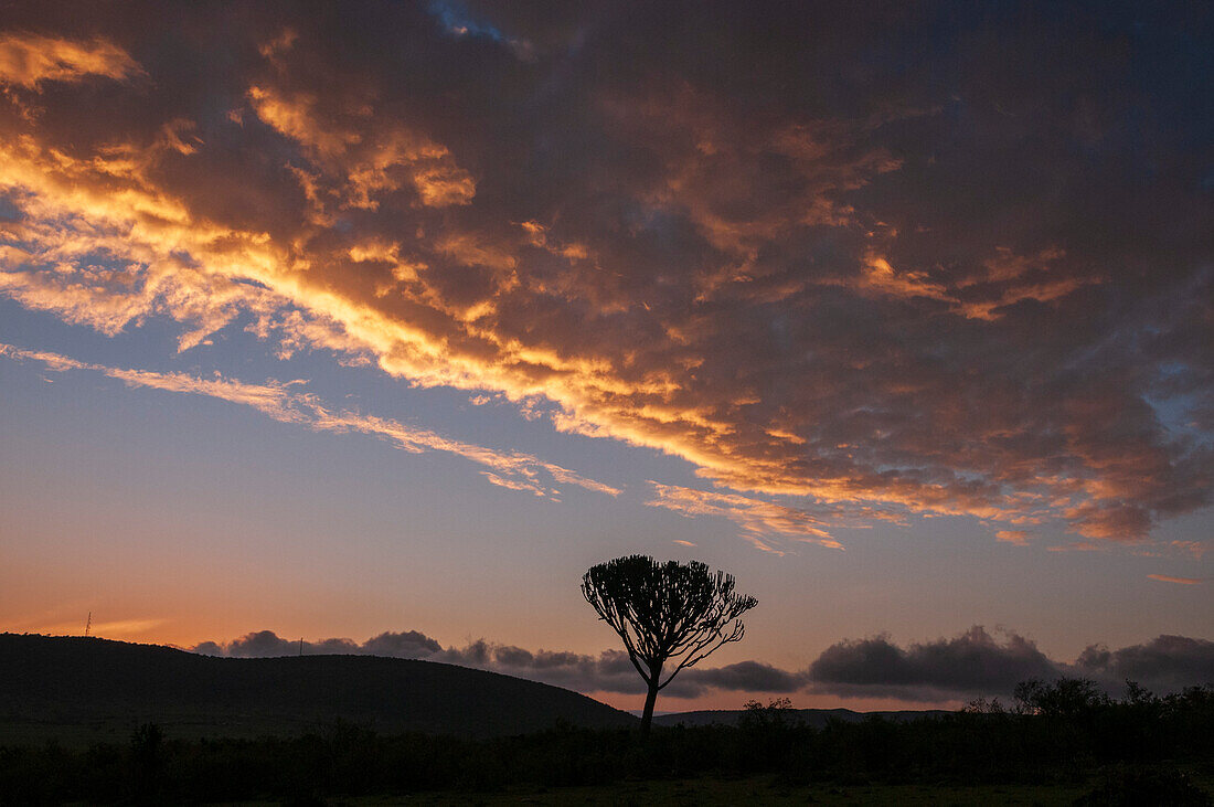 Ein silhouettierter Euphorbia-Baum, Euphorbia-Arten, bei Sonnenuntergang. Masai Mara-Nationalreservat, Kenia.