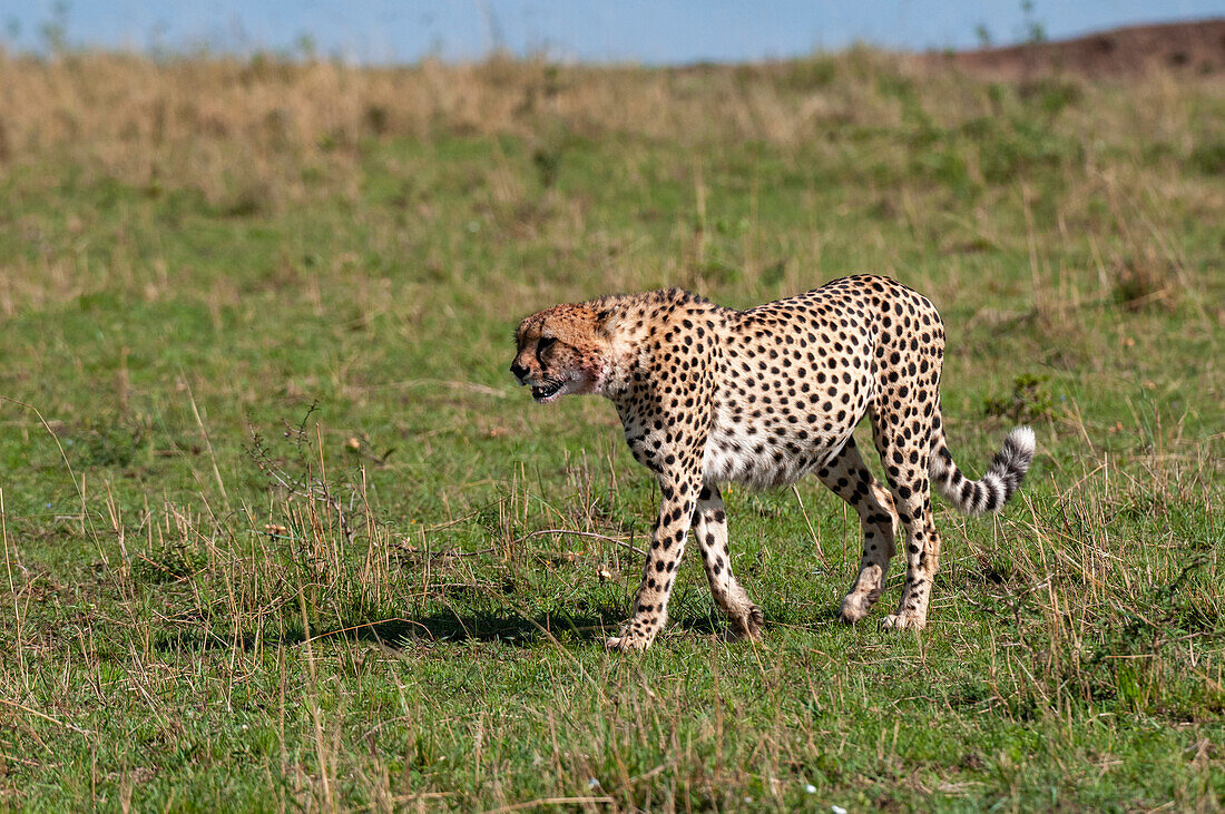 A cheetah, Acinonyx jubatus, walking and looking for a prey. Masai Mara National Reserve, Kenya.