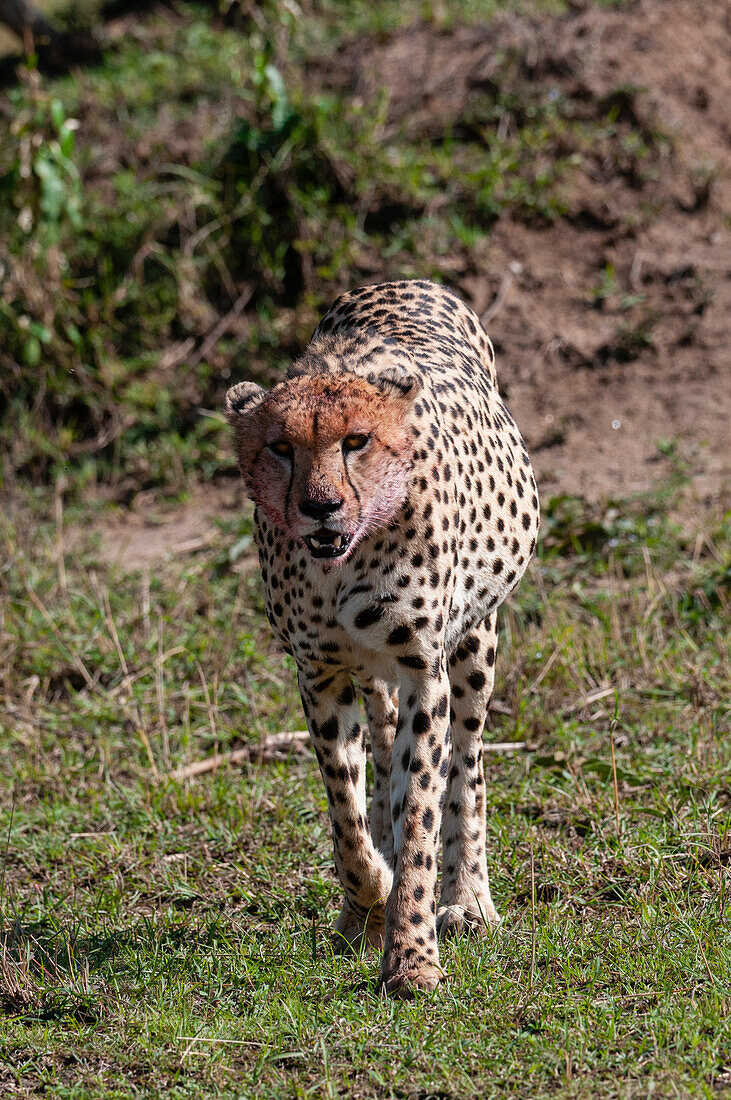 Portrait of a cheetah, Acinonyx jubatus. Masai Mara National Reserve, Kenya.