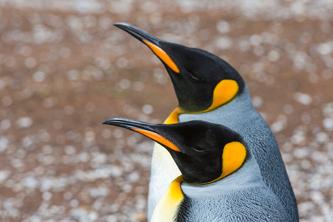 Porträt von zwei Königspinguinen, Aptenodytes patagonica. Volunteer Point, Falklandinseln