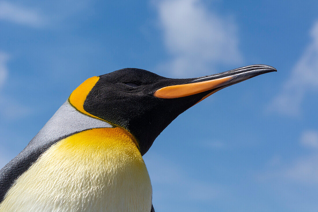 Portrait of a king penguin, Aptenodytes patagonica. Volunteer Point, Falkland Islands