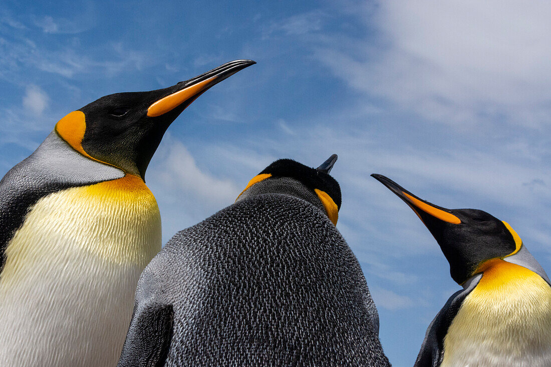 Nahaufnahme von drei Königspinguinen, Aptenodytes patagonica. Volunteer Point, Falklandinseln