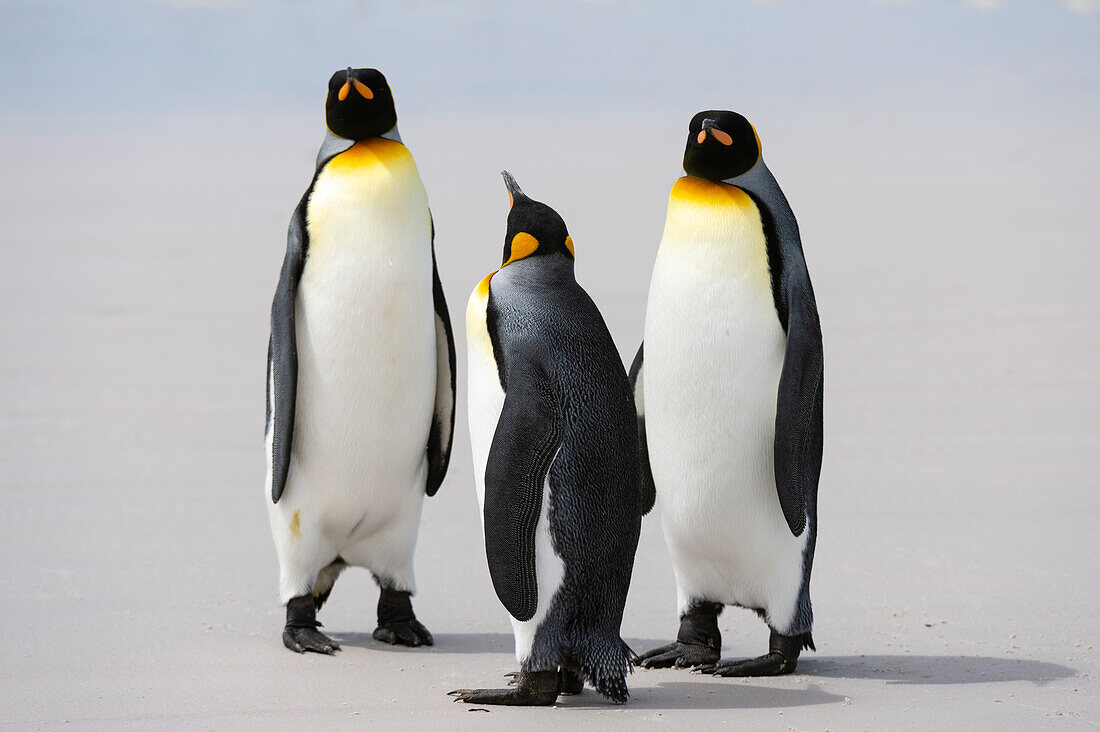 Three king penguins, Aptenodytes patagonica, on a sandy beach. Volunteer Point, Falkland Islands