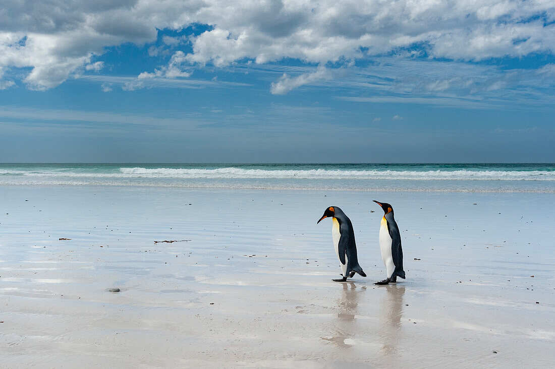 Zwei Königspinguine, Aptenodytes patagonica, an einem weißen Sandstrand. Volunteer Point, Falklandinseln