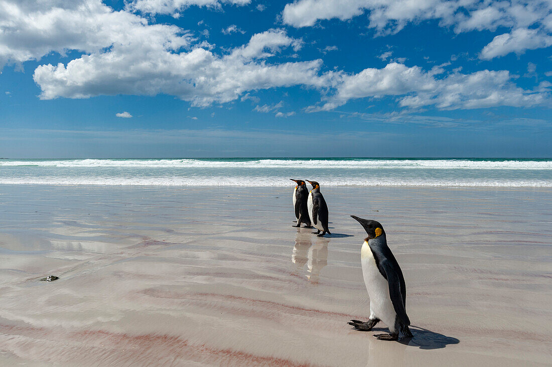 Three king penguins, Aptenodytes patagonica, walking on Volunteer Point beach. Volunteer Point, Falkland Islands