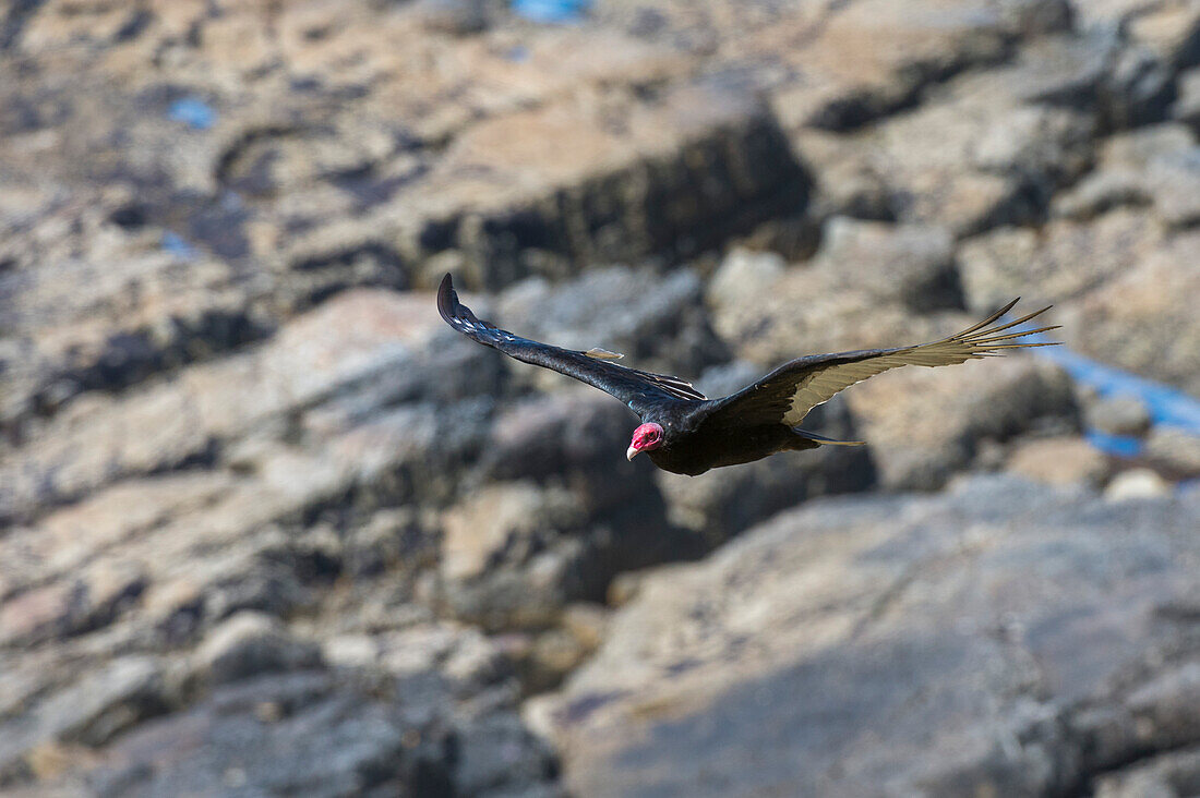 Ein Truthahngeier, Cathartes aura, im Flug. Kap Delfin, Falklandinseln