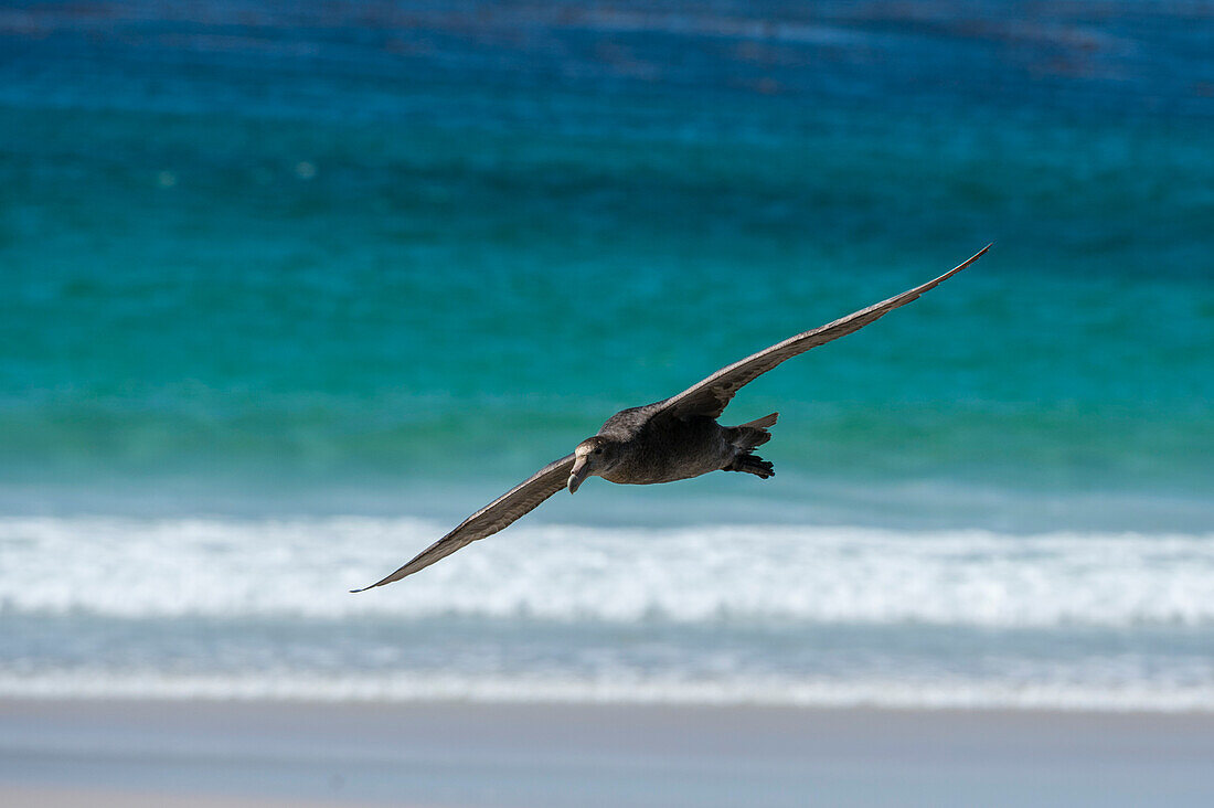 Ein südlicher Riesensturmvogel, Macronectes giganteus, im Flug. Kapdelfin, Falklandinseln