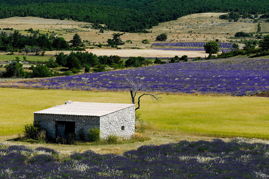 Ein Steingebäude in der Nähe eines blühenden Lavendelfeldes (Lavandula species). Terrassieres, Provence, Frankreich.