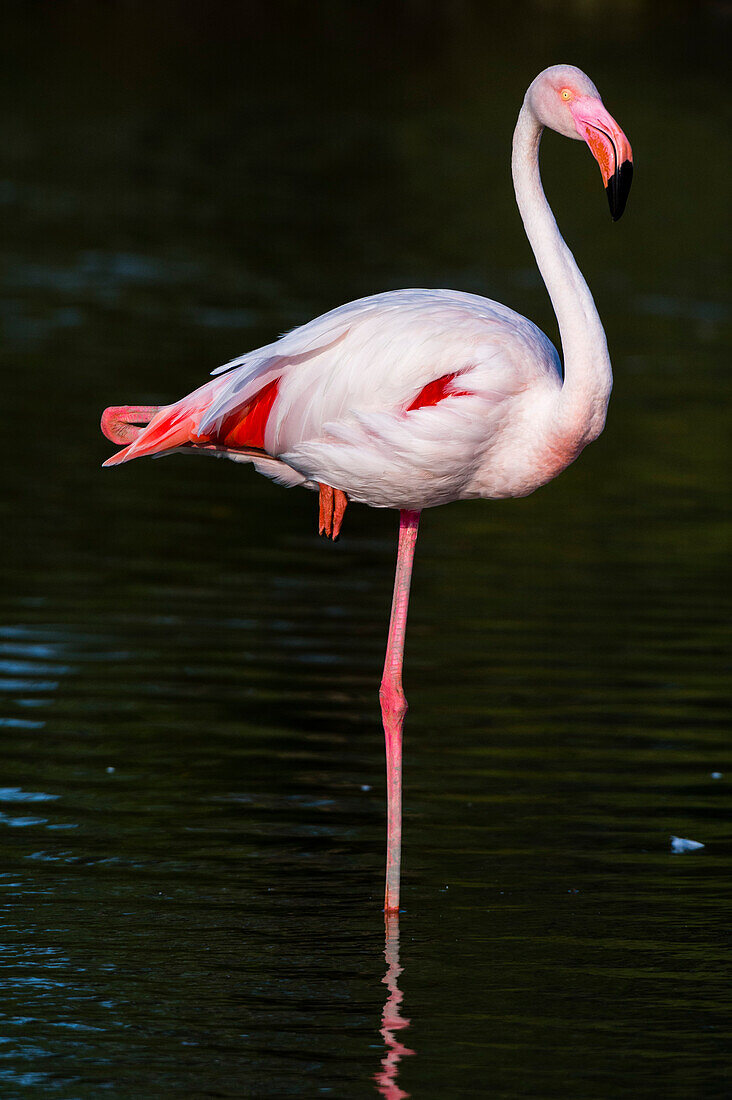 Portrait of a greater flamingo, Phoenicopterus roseus, resting on one leg. Saintes Maries de la Mer, Carmague, Bouches du Rhone, Provence Alpes Cote d'Azur, France.