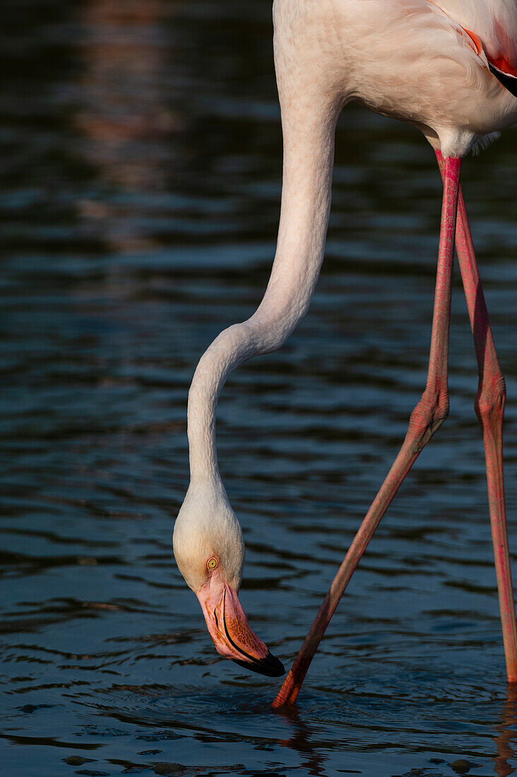 Close up portrait of a greater flamingo, Phoenicopterus roseus, feeding. Saintes Maries de la Mer, Carmague, Bouches du Rhone, Provence Alpes Cote d'Azur, France.