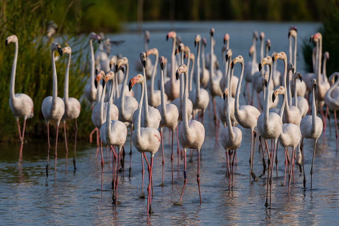 A flock of greater flamingos, Phoenicopterus roseus, walking in a lagoon. Saintes Maries de la Mer, Carmague, Bouches du Rhone, Provence Alpes Cote d'Azur, France.