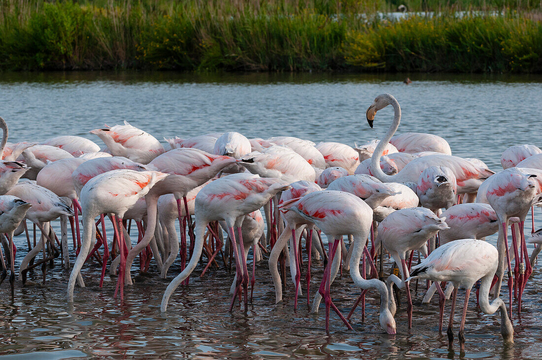 A flock of greater flamingos, Phoenicopterus roseus, feeding in a lagoon. Saintes Maries de la Mer, Carmague, Bouches du Rhone, Provence Alpes Cote d'Azur, France.