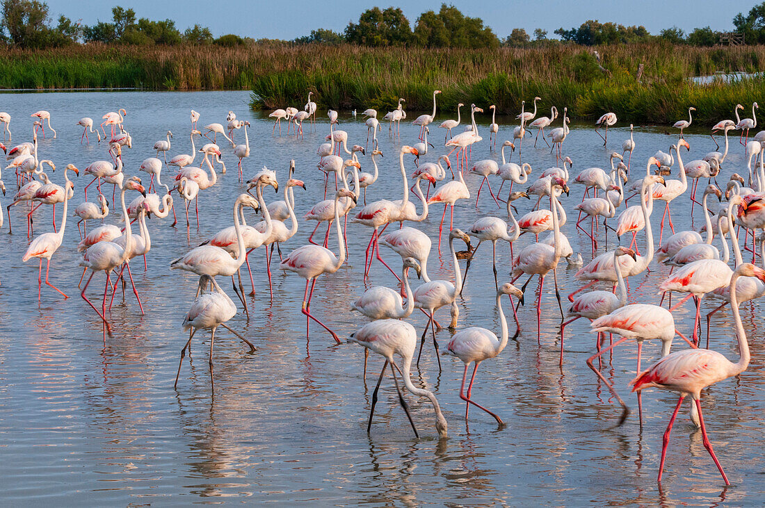 Ein Schwarm Großer Flamingos, Phoenicopterus roseus, wandert in einer Lagune. Saintes Maries de la Mer, Carmague, Bouches du Rhone, Provence Alpes Côte d'Azur, Frankreich.