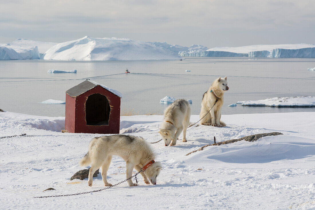 Grönlandhunde, eine Husky-Rasse, mit der Diskobucht im Hintergrund. Ilulissat, Grönland.