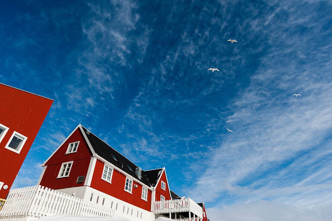 Seemöwen fliegen am blauen Himmel über einem roten Haus. Ilulissat, Grönland.