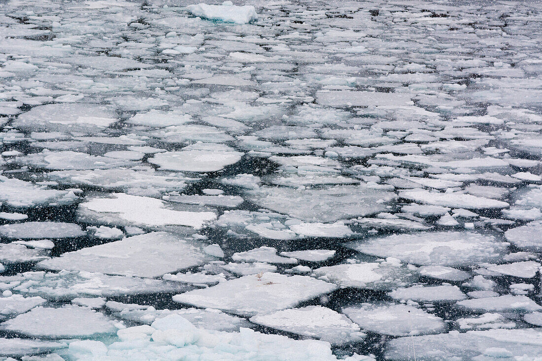 Packeis in der Diskobucht während eines Schneesturms. Diskobucht, Ilulissat, Grönland.