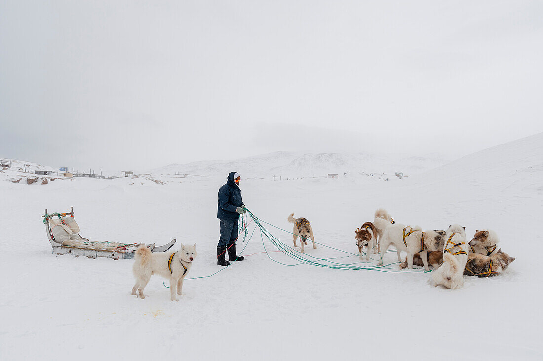 Ein Mann bereitet während eines Schneesturms einen Hundeschlitten vor. Ilulissat, Grönland.