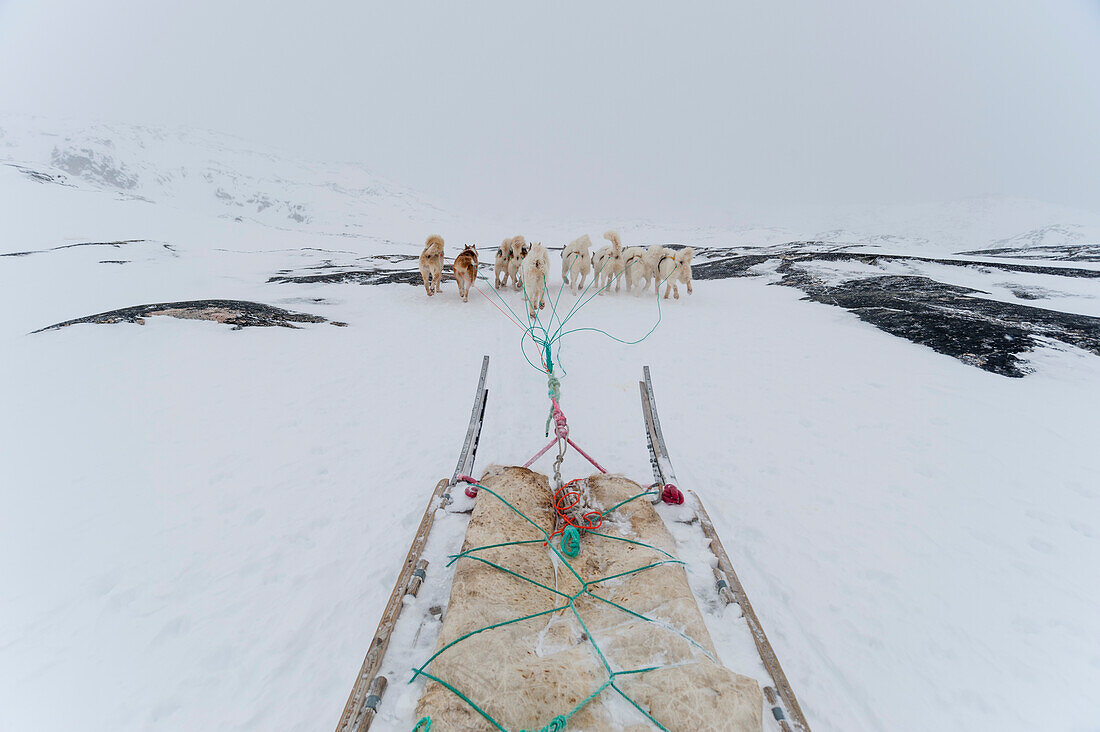 Grönländische Hunde, die einen Hundeschlitten ziehen. Ilulissat, Grönland.