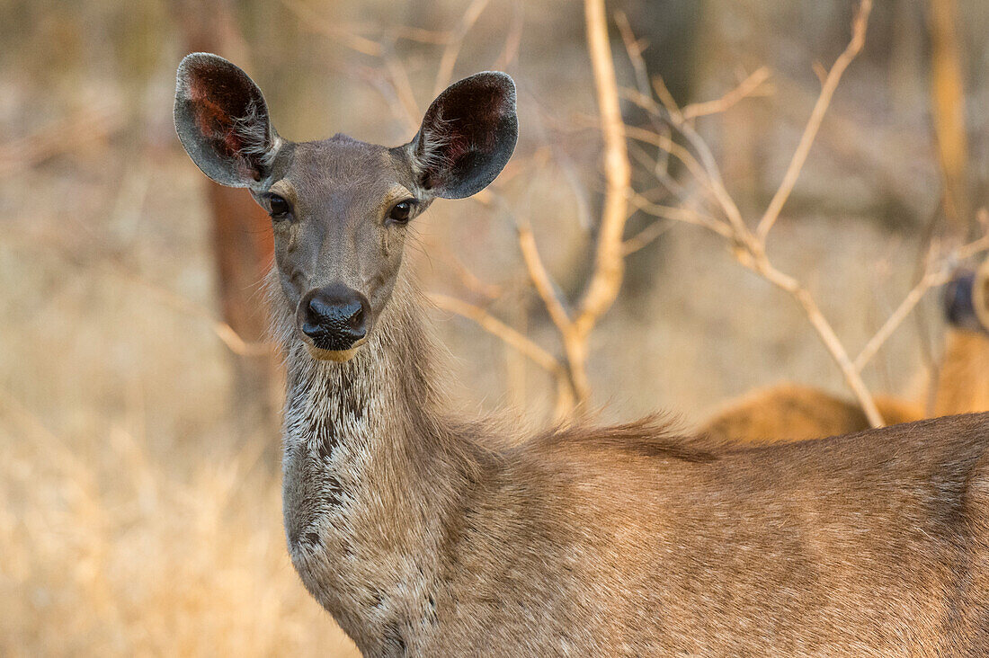 Weiblicher Sambar-Hirsch, Rusa unicolor, im indischen Bandhavgarh-Nationalpark. Madhya Pradesh, Indien.