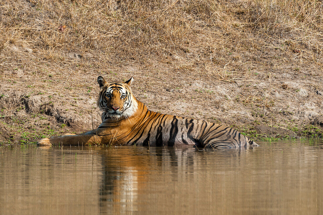 A Bengal tiger, Panthera tigris tigris, resting in a waterhole in India's Bandhavgarh National Park. Madhya Pradesh, India.