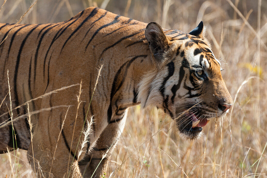 A Bengal tiger, Panthera tigris tigris, walking in a field in India's Bandhavgarh National Park. Madhya Pradesh, India.