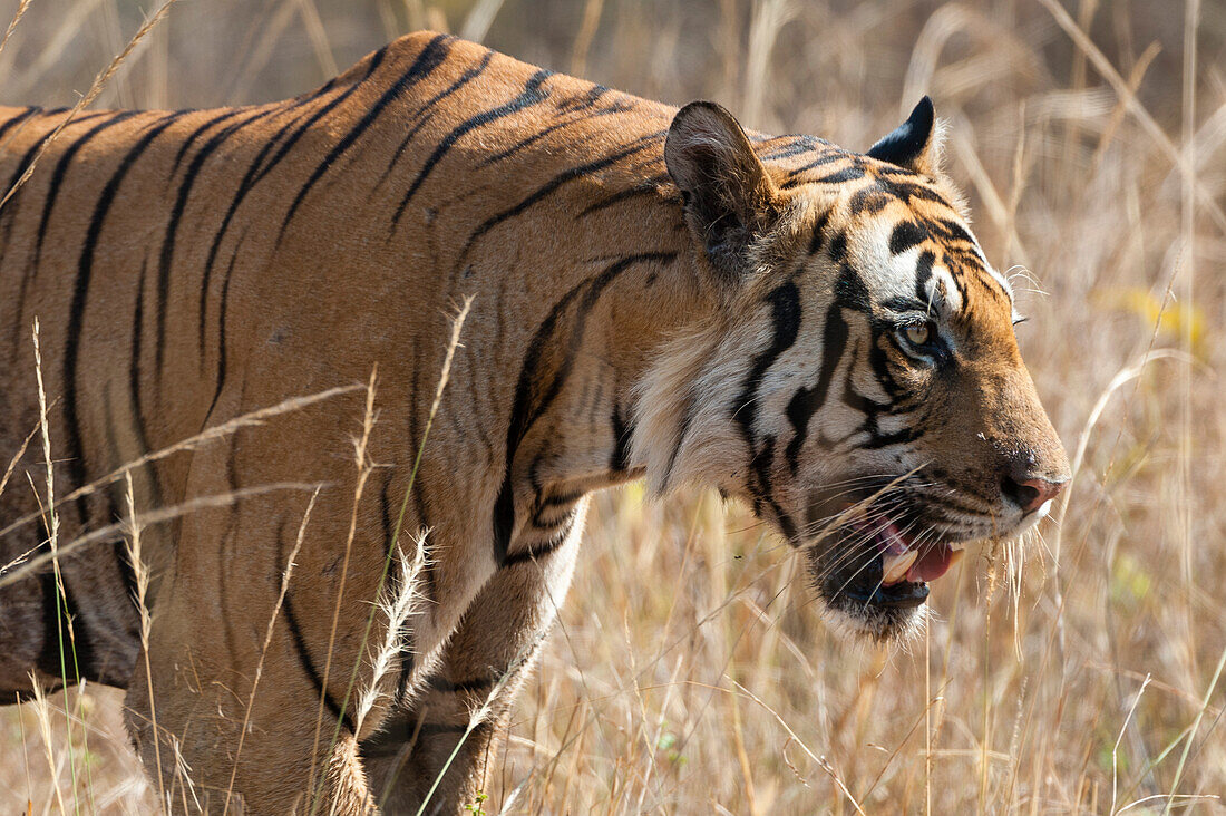 Ein bengalischer Tiger, Panthera tigris tigris, beim Spaziergang in einem Feld im indischen Bandhavgarh-Nationalpark. Madhya Pradesh, Indien.