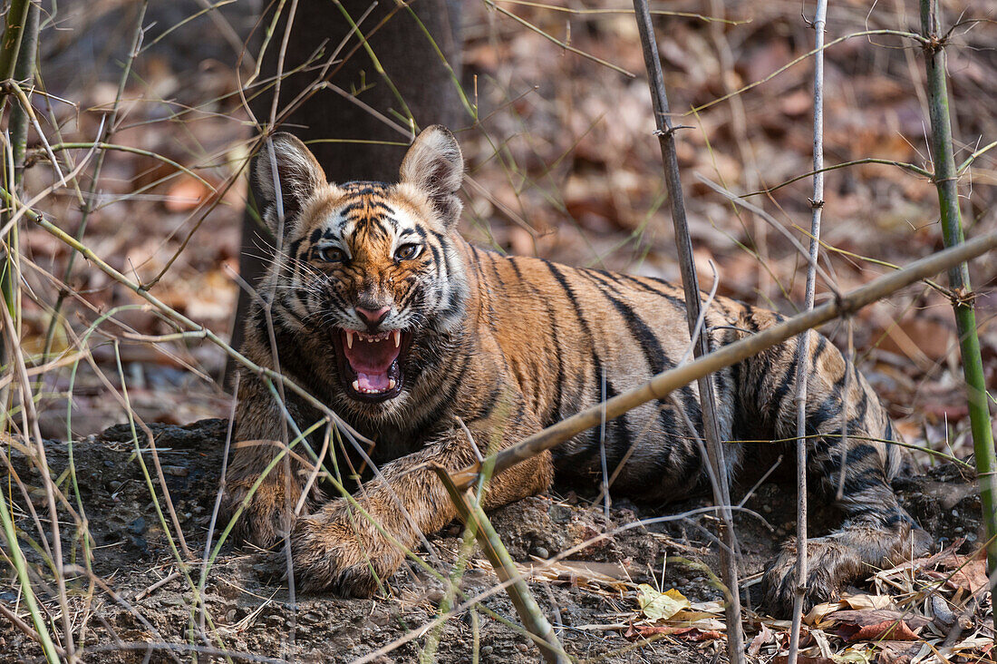 Ein junges bengalisches Tigerbaby, Panthera tigris tigris, knurrt. Madhya Pradesh, Indien.