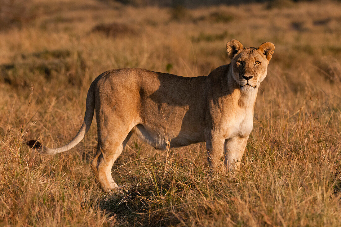 Porträt einer Löwin, Panthera leo, die in die Kamera schaut. Masai Mara-Nationalreservat, Kenia.