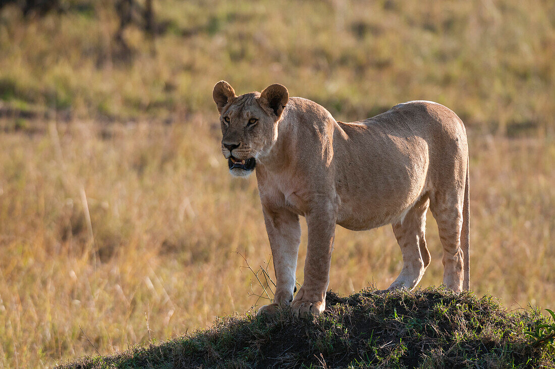 A lioness, Panthera leo, standing on a termite mound. Masai Mara National Reserve, Kenya.