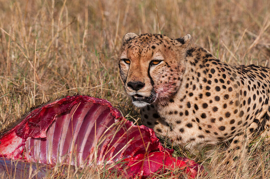 A cheetah, Acinonyx jubatus, feeding on a wildebeest carcass. Masai Mara National Reserve, Kenya.