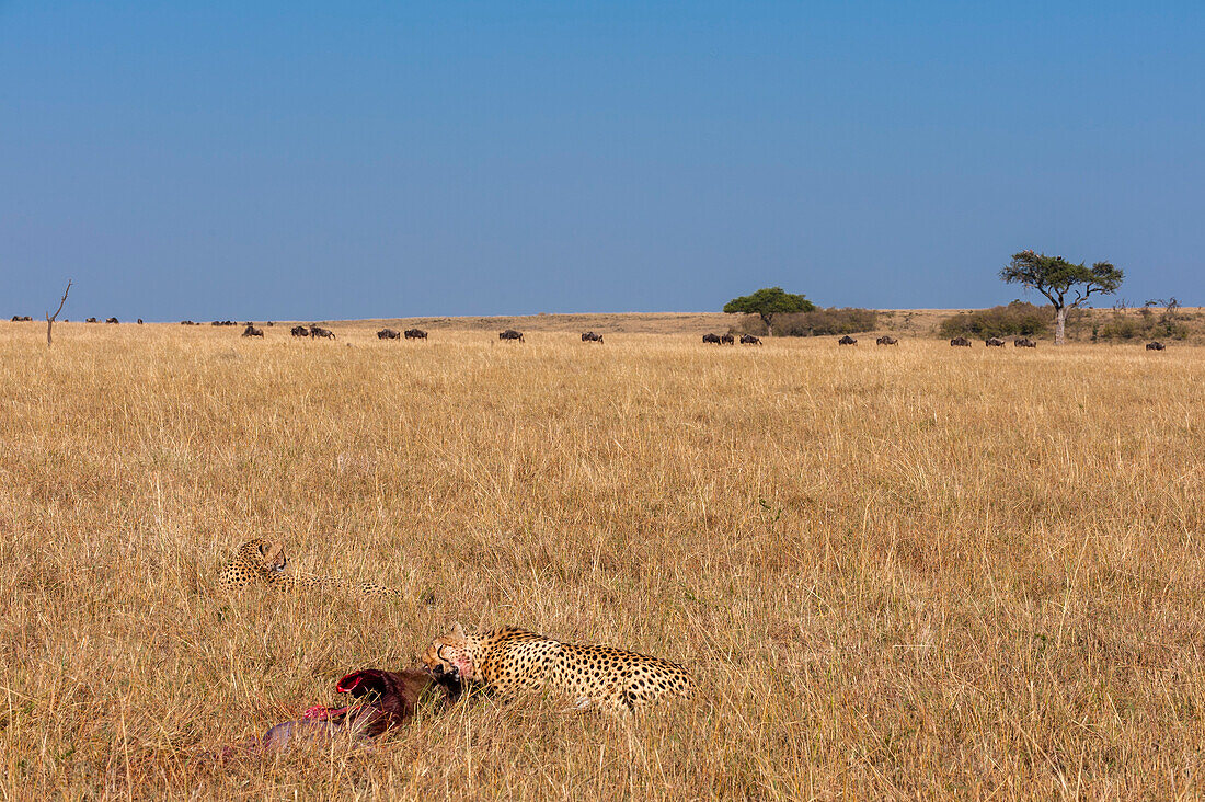 Zwei Geparden, Acinonyx jubatus, bei der Fütterung eines Gnu-Tieres. Masai Mara Nationalreservat, Kenia.