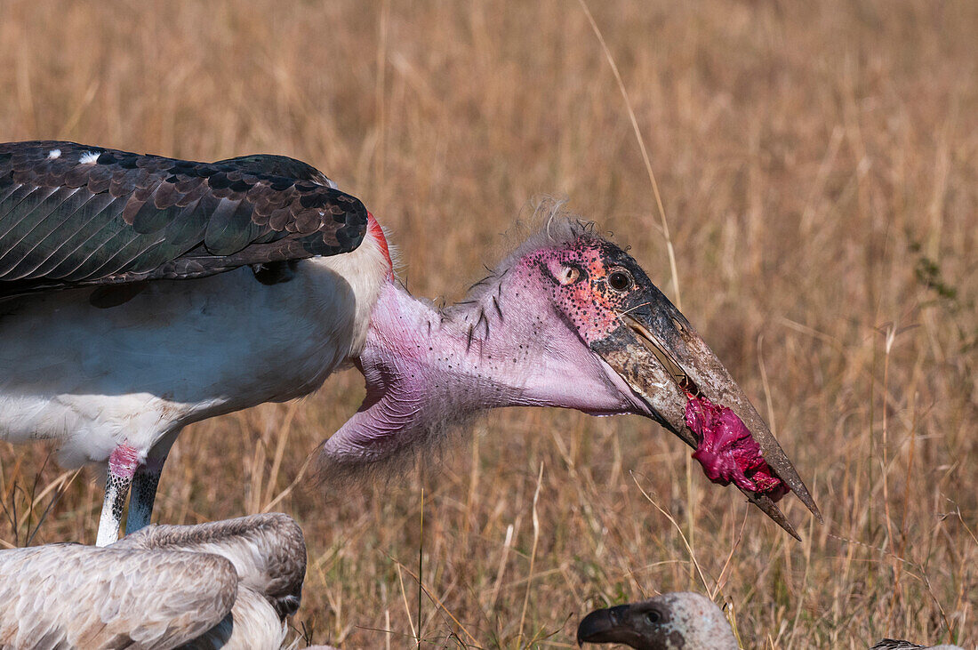 Ein Marabu-Storch, Leptoptilos crumeniferus, erbeutet ein Stück Fleisch. Masai Mara-Nationalreservat, Kenia.