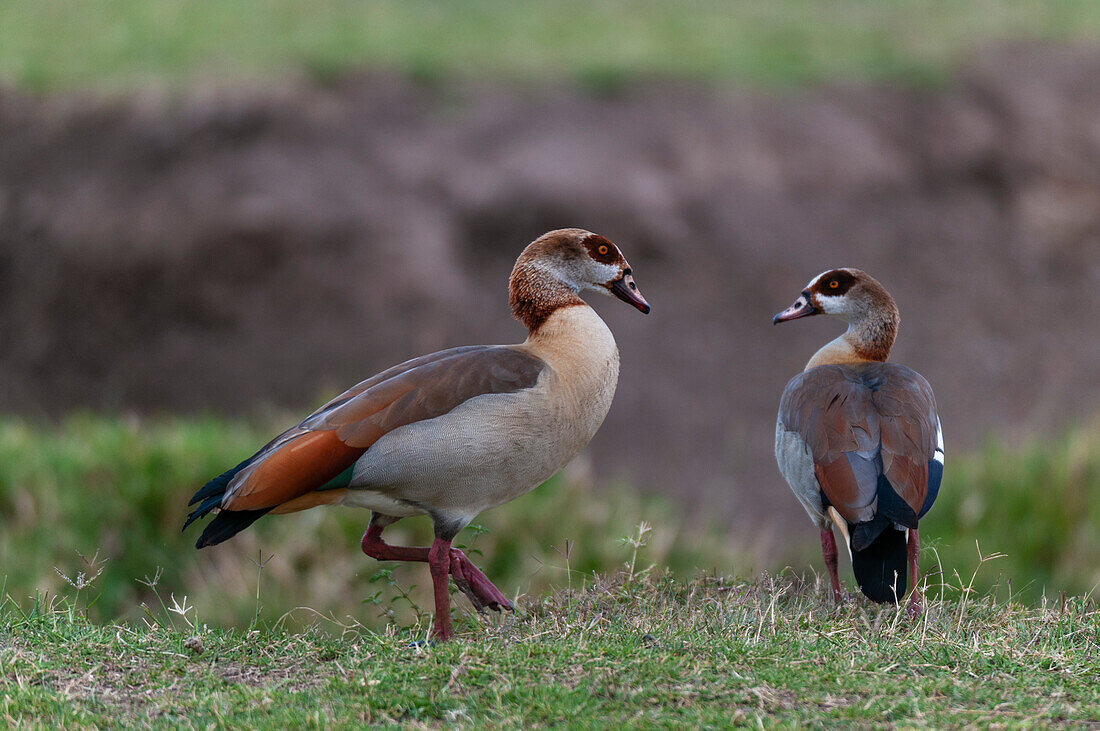 A pair of Egyptian geese, Alopochen aegyptiacus. Masai Mara National Reserve, Kenya.