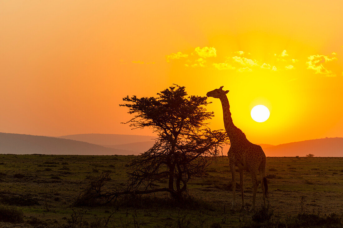 Eine Masai-Giraffe, Giraffa camelopardalis tippelskirchi, bei Sonnenuntergang beim Grasen. Masai Mara-Nationalreservat, Kenia.