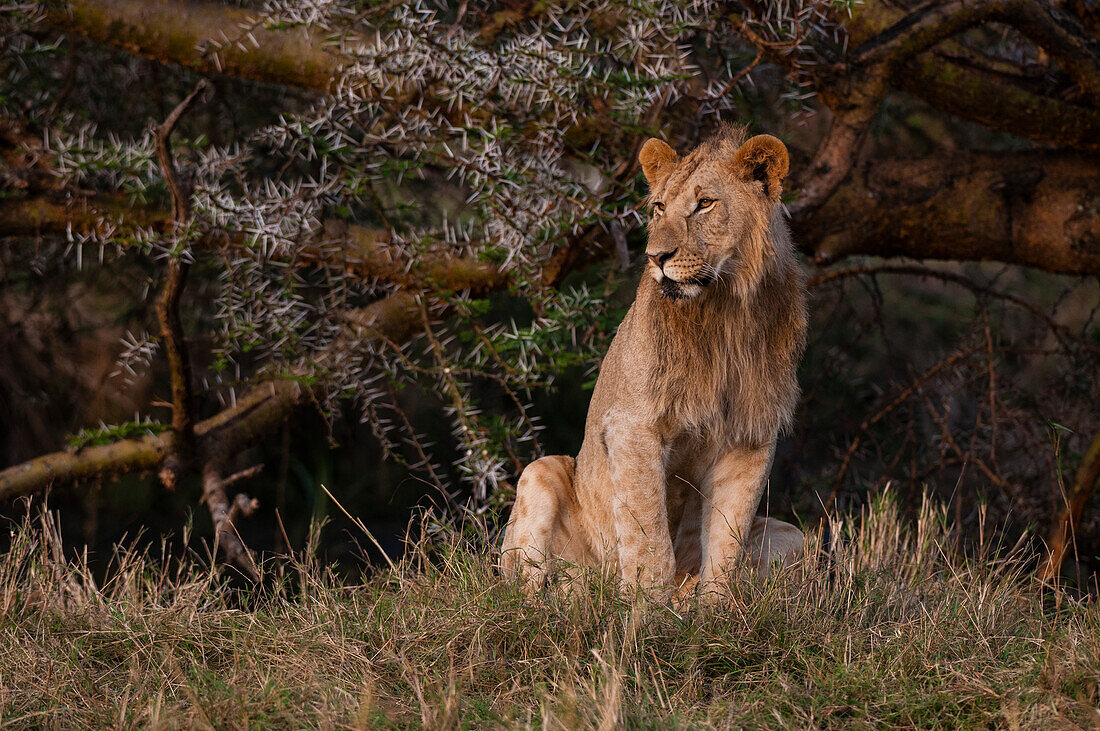 Porträt eines subadulten männlichen Löwen, Panthera leo. Masai Mara-Nationalreservat, Kenia.