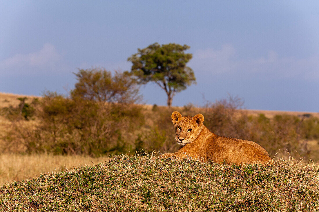 Ein Löwenjunges, Panthera leo, ruht sich auf einem Termitenhügel aus. Masai Mara Nationalreservat, Kenia.