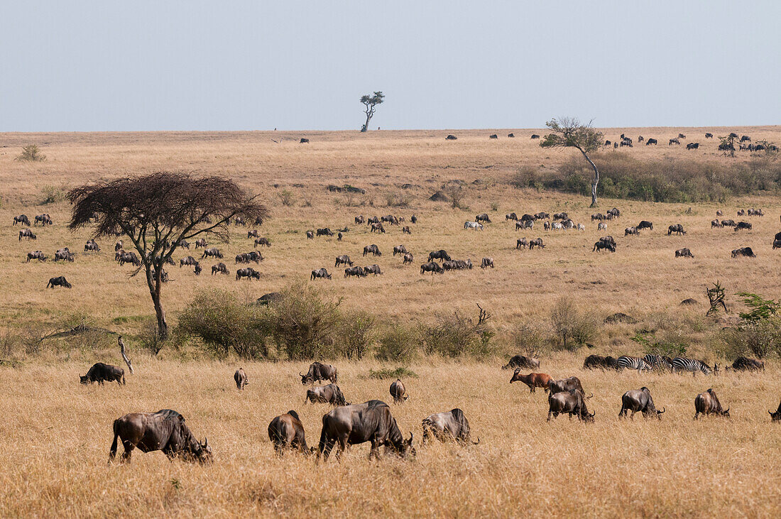 Migrating wildebeest, Connochaetes taurinus, on the Masai Mara savanna. Masai Mara National Reserve, Kenya.