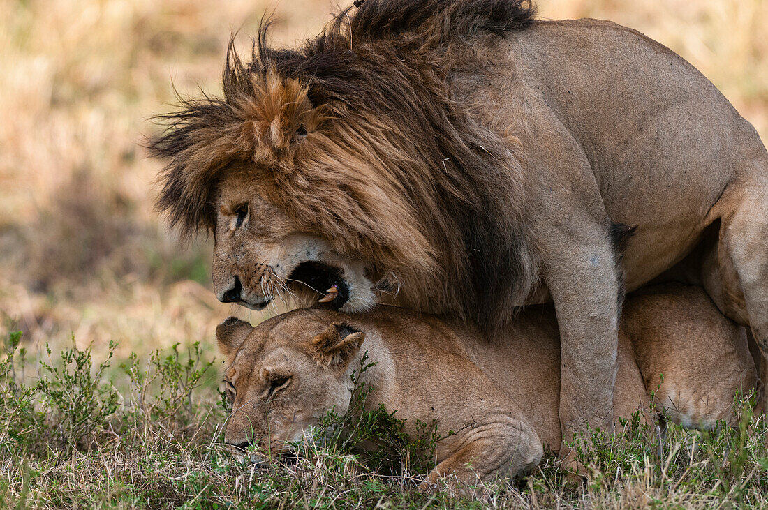 Portrait of a pair of lions mating, Panthera leo. Masai Mara National Reserve, Kenya.