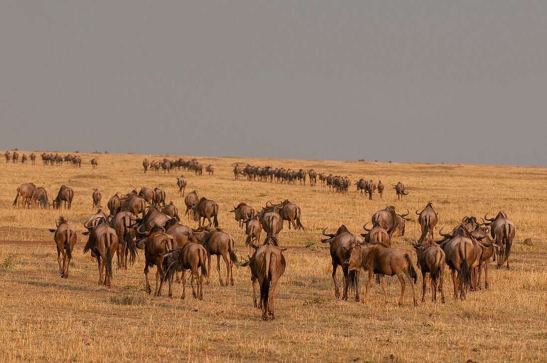 Migrating wildebeests, Connochaetes taurinus, walking up a hill. Masai Mara National Reserve, Kenya.