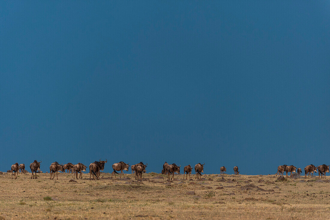 Eine Herde wandernder Gnus, Connochaetes taurinus, läuft auf den Kamm eines Hügels zu. Masai Mara Nationalreservat, Kenia.