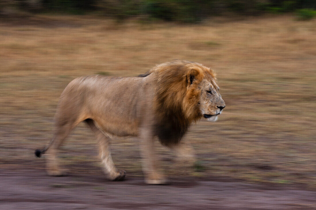 A male lion, Panthera leo, patrolling the savanna. Masai Mara National Reserve, Kenya.