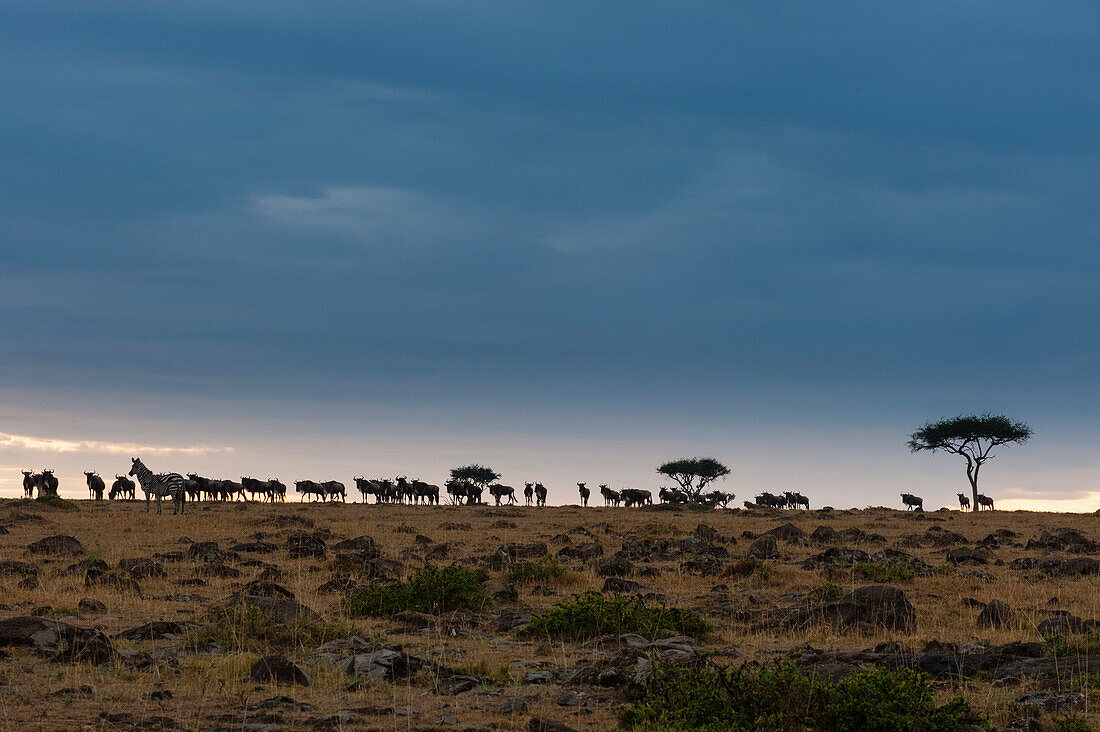 A herd of wildebeests, Connochaetes taurinus, under a stormy sky. Masai Mara National Reserve, Kenya.