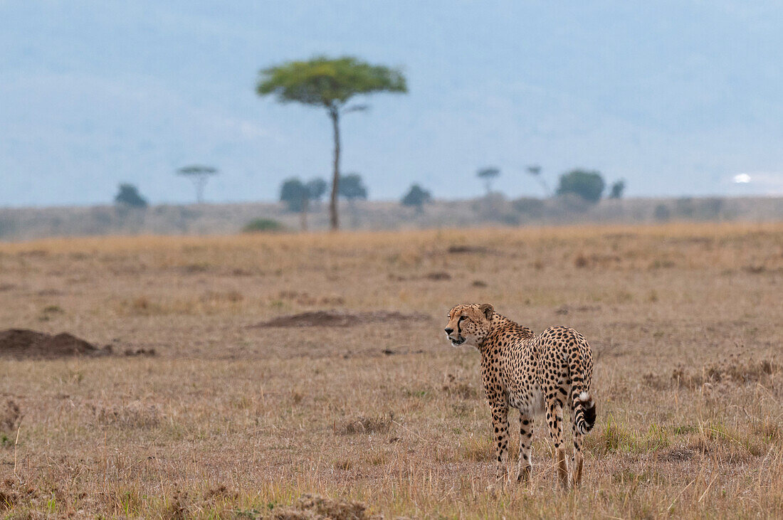 Ein Gepard, Acinonyx jubatus, erkundet die Savanne. Masai Mara Nationalreservat, Kenia.