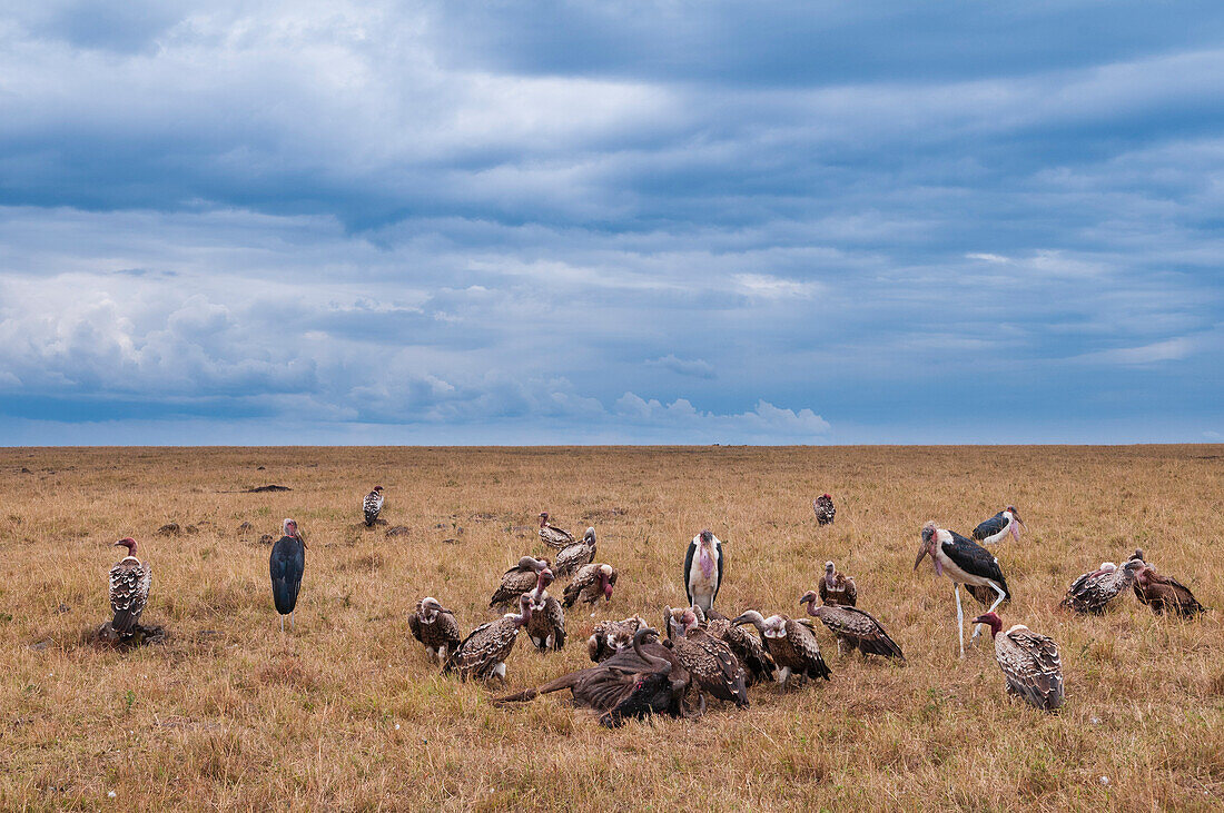 Geier und Marabu-Störche bei der Fütterung eines Gnu-Kadavers. Masai Mara-Nationalreservat, Kenia.