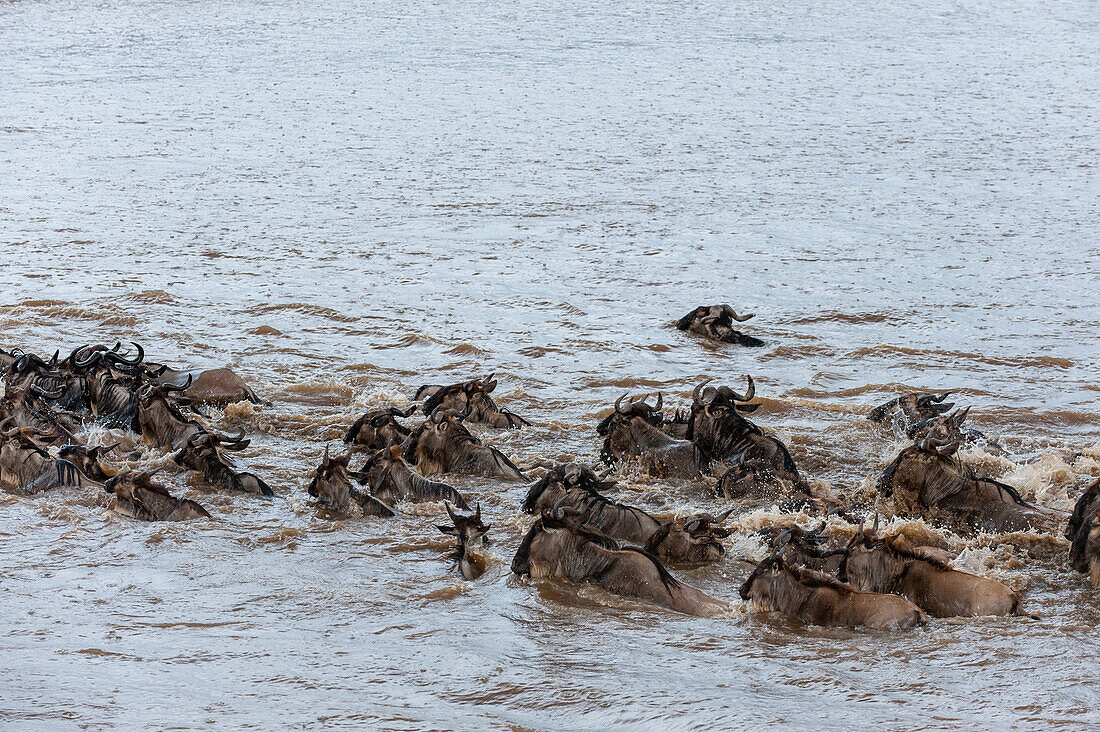 Eine Herde wandernder Gnus, Connochaetes taurinus, überquert den Mara-Fluss. Mara-Fluss, Masai Mara-Nationalreservat, Kenia.